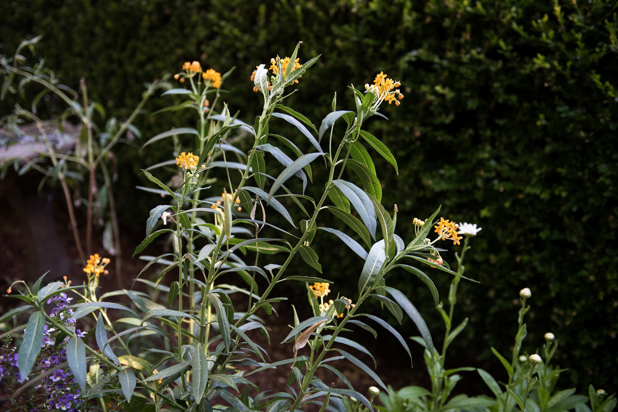Clinton House Museum Bloom 2018 (60)