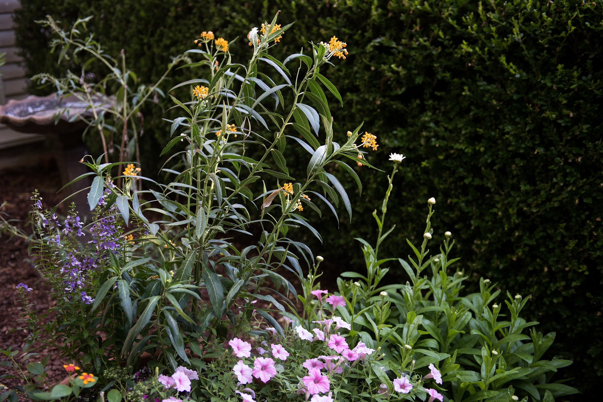 Clinton House Museum Bloom 2018 (61)