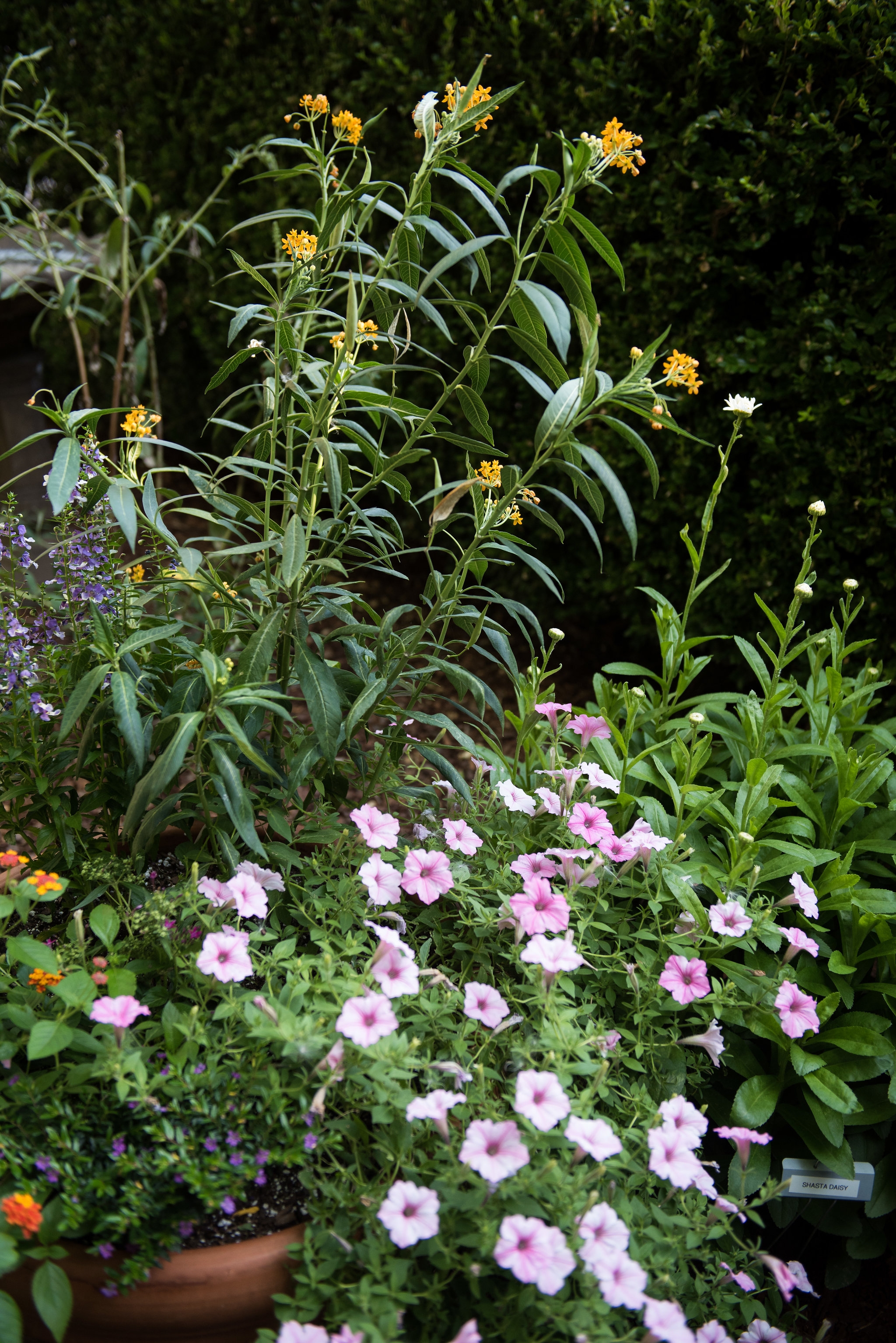 Clinton House Museum Bloom 2018 (62)