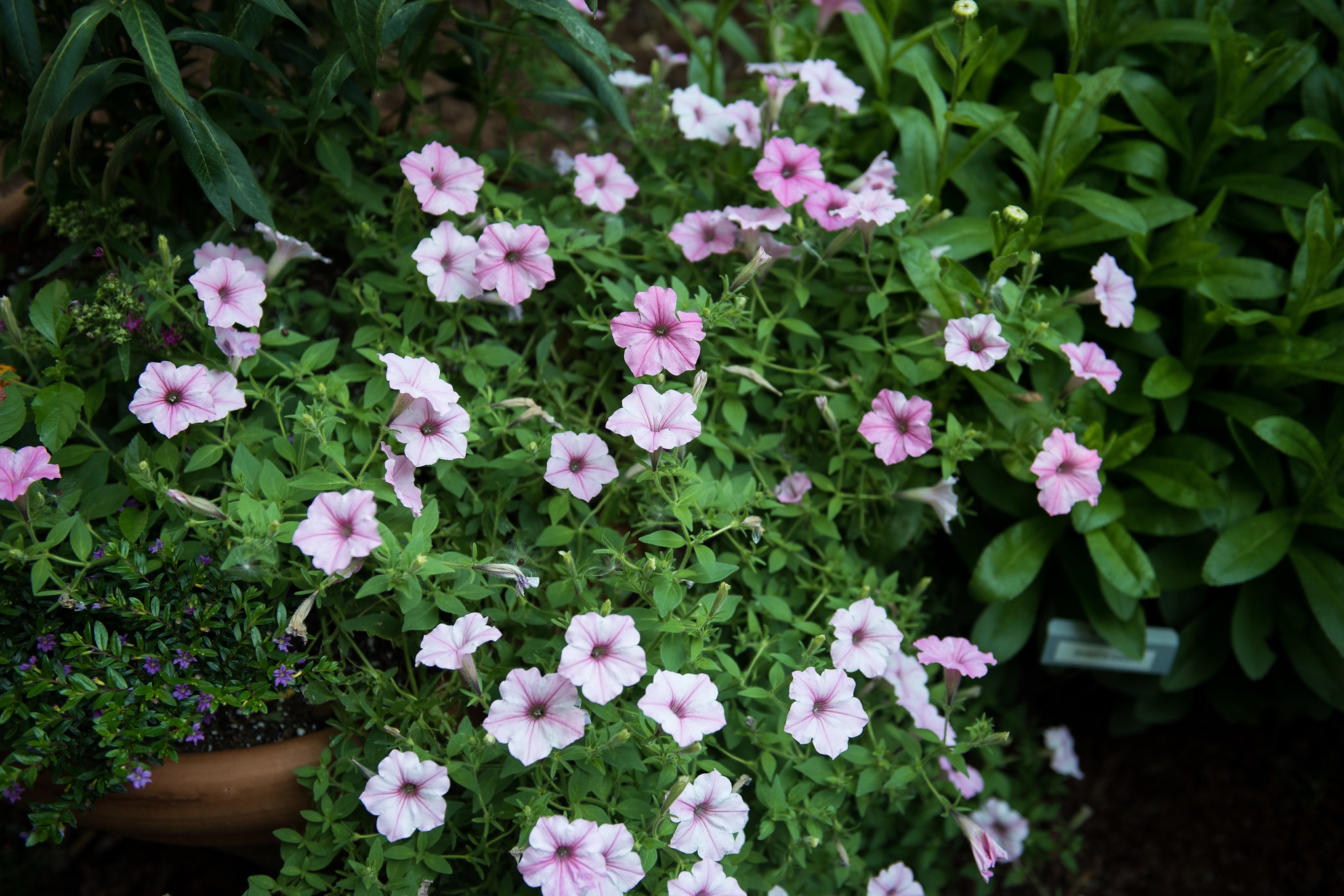 Clinton House Museum Bloom 2018 (63)