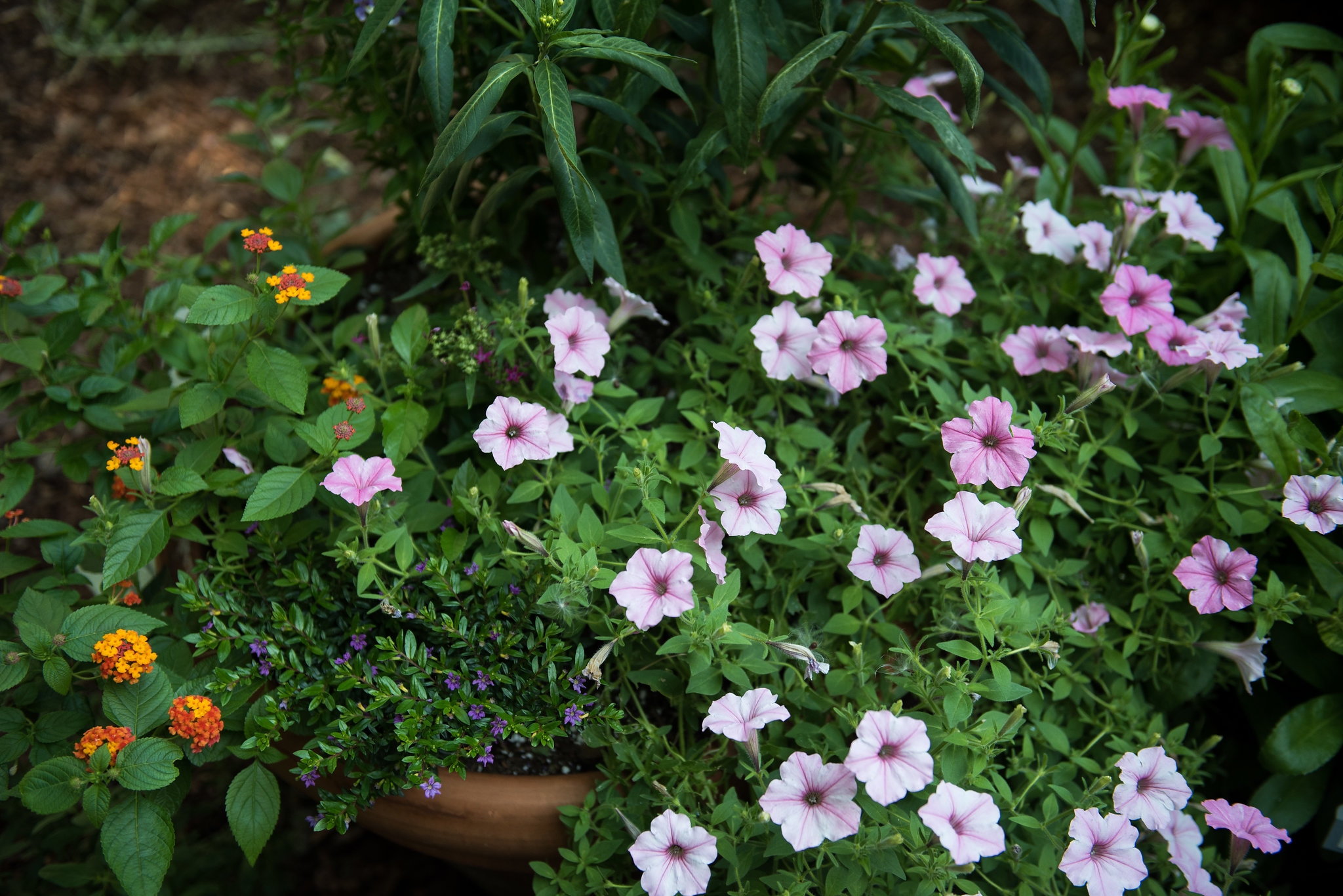 Clinton House Museum Bloom 2018 (64)