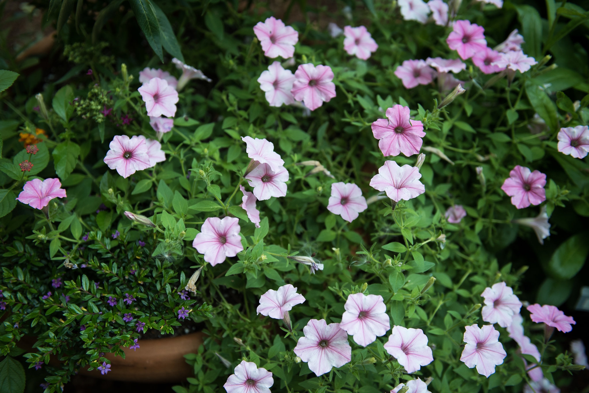 Clinton House Museum Bloom 2018 (65)