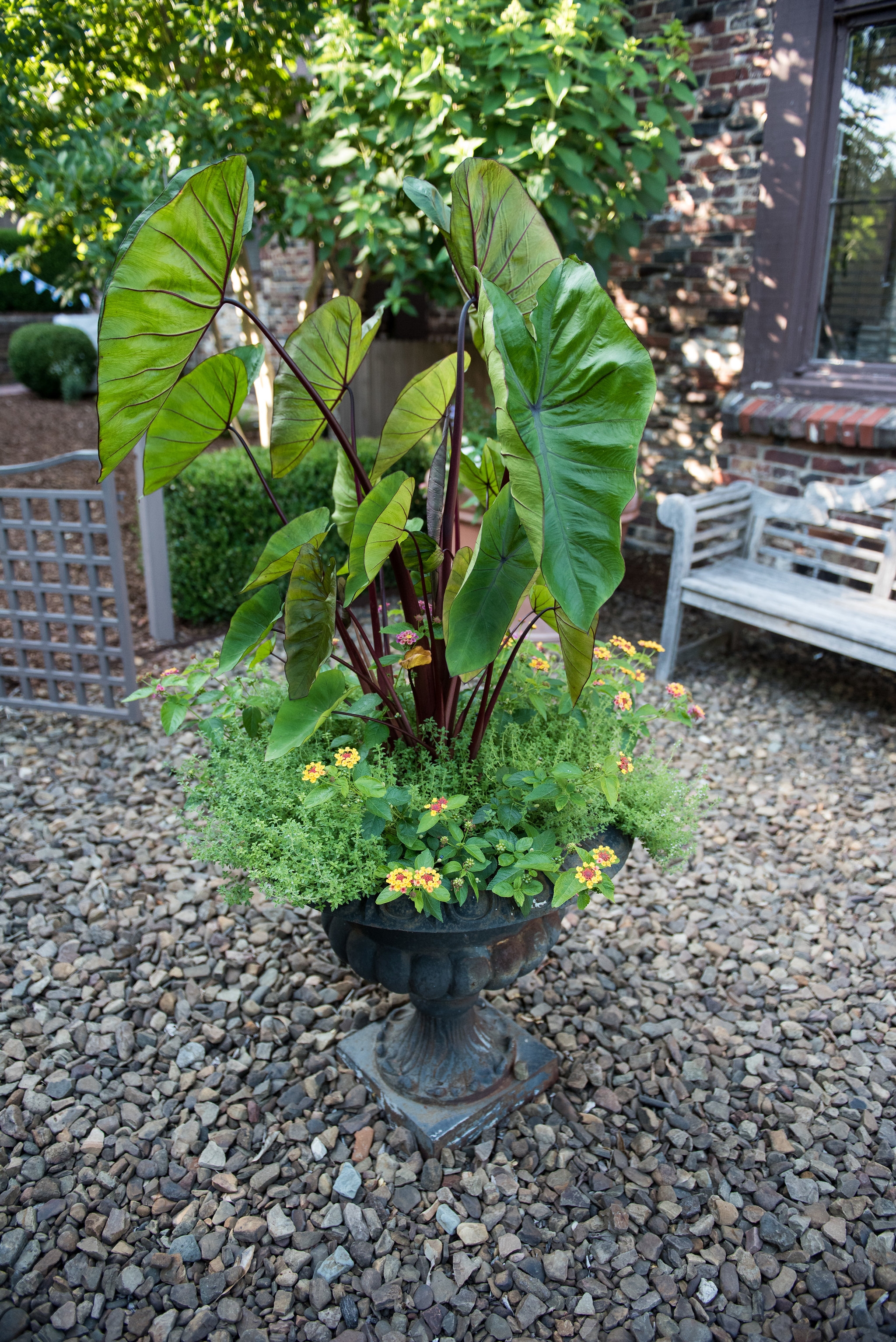 Clinton House Museum Bloom 2018 (71)