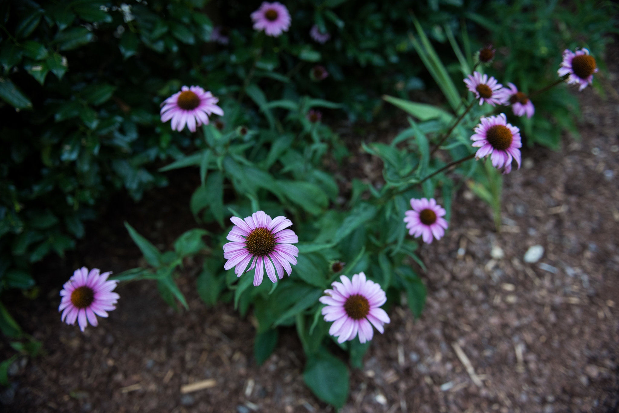 Clinton House Museum Bloom 2018 (72)
